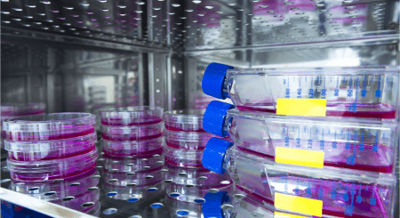 ChIP cell culture