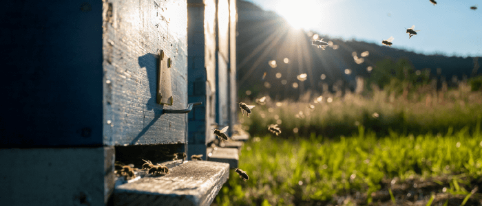 Bees going into hive