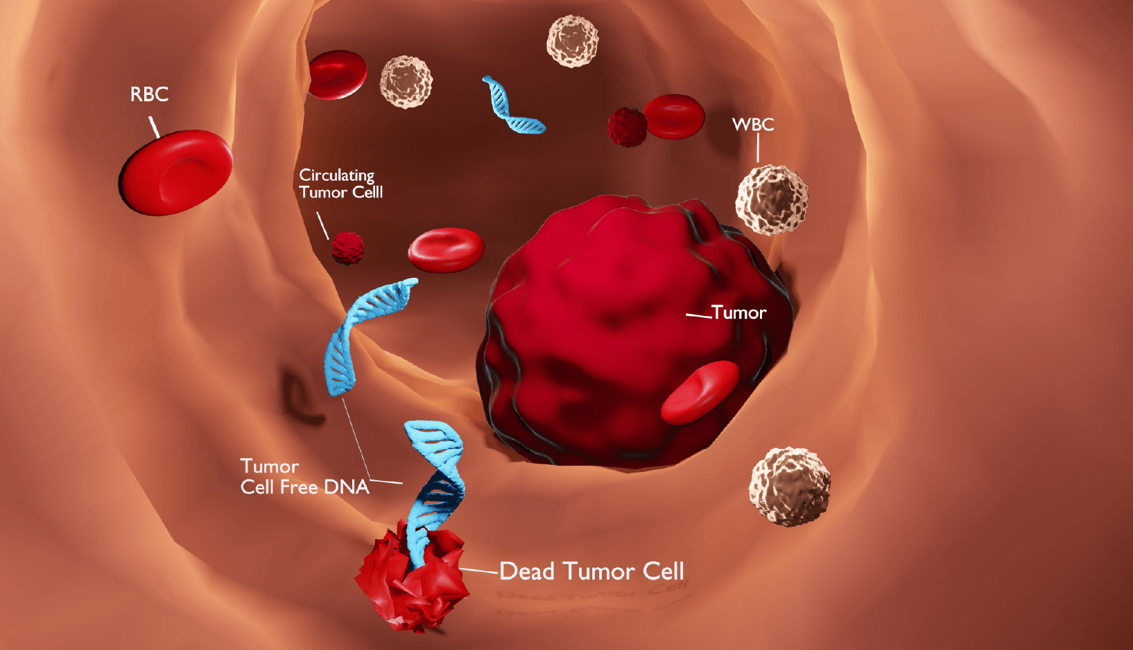 Tumor Cell Free DNA in blood vessel