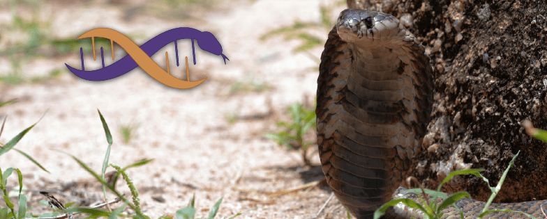 Epigenetics of the Indian Cobra