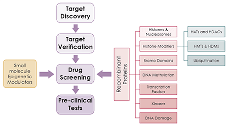 Epigenetic Drug Discovery Workflow