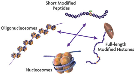 Histone Substrates