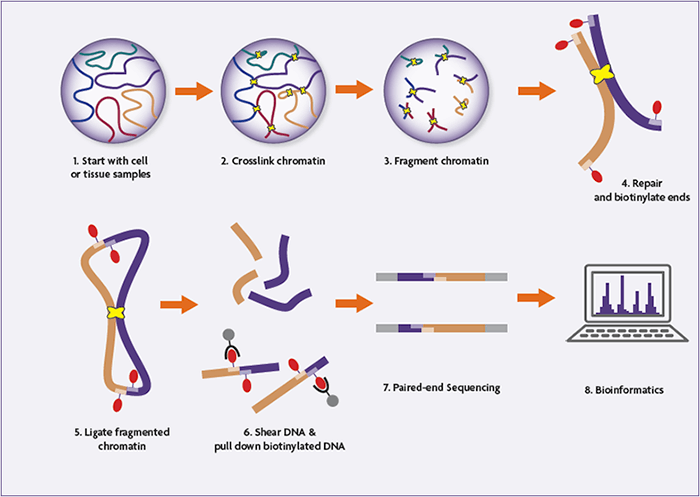 Next-Gen Chromosome Conformation Capture