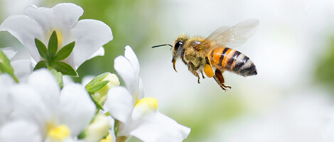 Honey Bee Flying