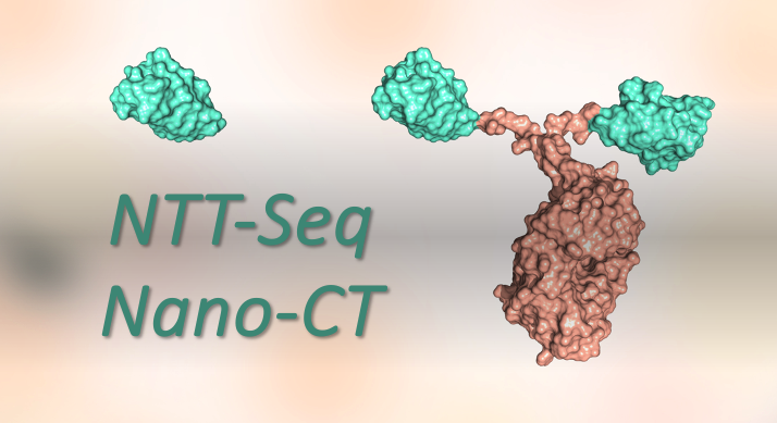 NTT-Seq and Nano-CT antibody