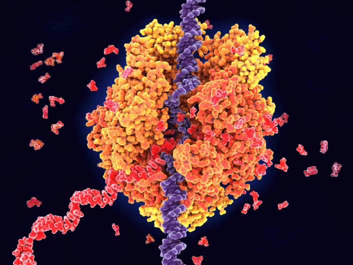 RNA Polymerase