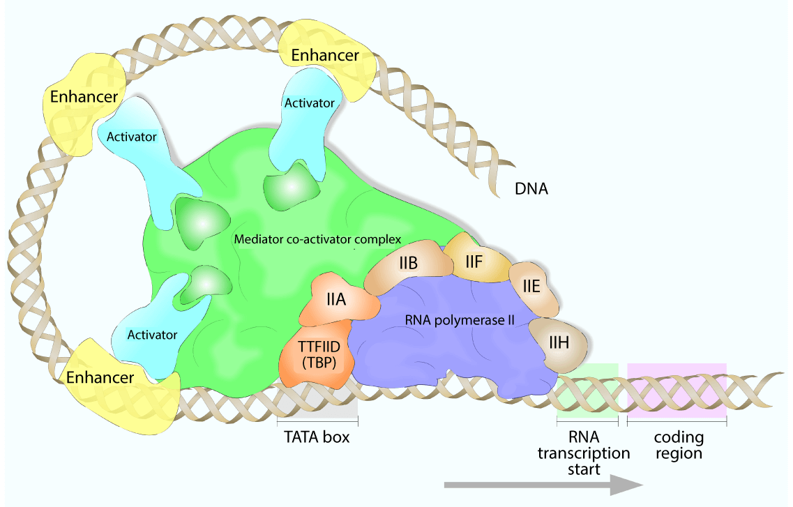 Transcriptional Activation