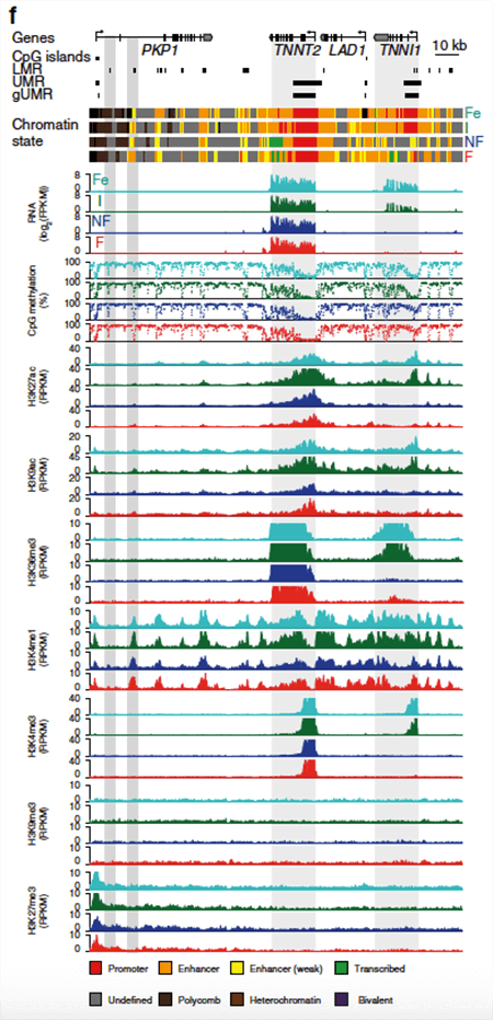 Cardiomyocyte epigenomics