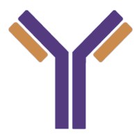 Antibody