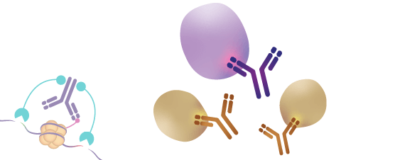 CUT&Tag Validated Antibodies