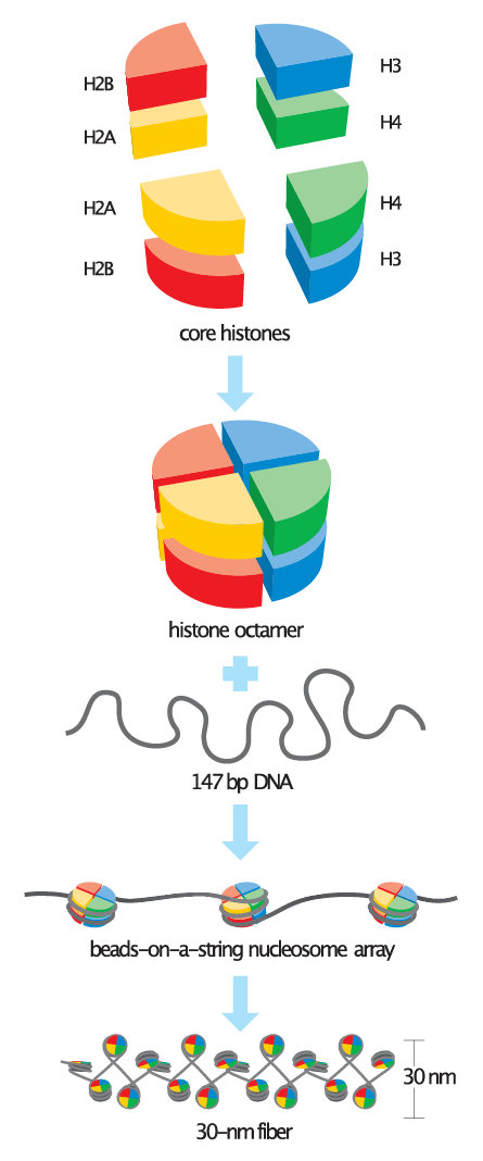 Basic Units of Chromatin Structure