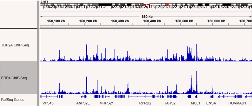 ChIP-Seq shows co-localization of TOP2A and BRD4 binding sites.