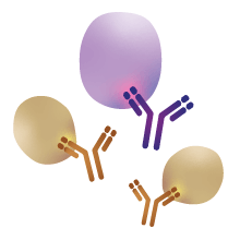 ChIP Validated Antibody Service