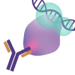 Transcription Factors
