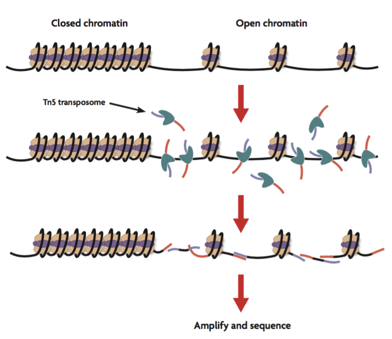 ATAC-Seq image