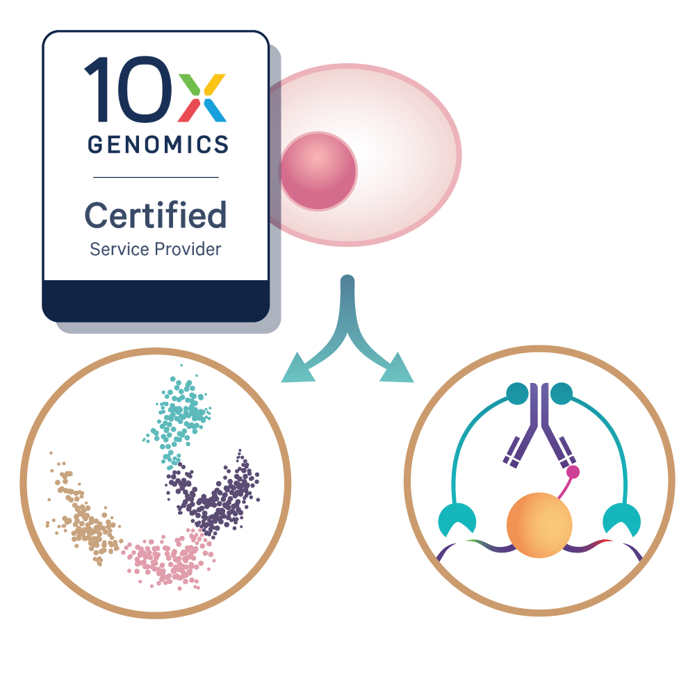 Single-Cell CUT&Tag Multiome Service