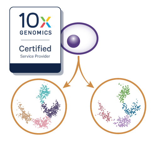 Single-Cell 10x Genomics Multiome Service​