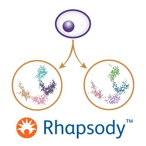 Single-Cell BD Biosciences Rhapsody Multiome