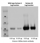 Labeling efficiency: Sortase A5 vs. Sortase Wild-type.