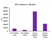 Recombinant Sortase A5 protein