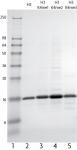 Recombinant Histone H3 monomethyl Lys4 analyzed by SDS-PAGE gel.