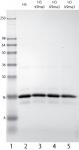 Recombinant Histone H3 trimethyl Lys9 analyzed by SDS-PAGE gel.