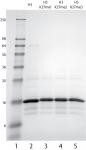 Recombinant Histone H3 dimethyl Lys27 analyzed by SDS-PAGE gel.