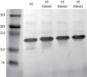 Recombinant Histone H3 dimethyl Lys36 analyzed by SDS-PAGE gel.