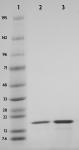 Recombinant Histone H3 phospho Thr3 analyzed by SDS-PAGE gel.