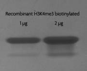 Recombinant Histone H3 trimethyl Lys4 biotinylated analyzed by SDS-PAGE gel.