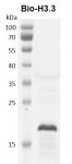 Recombinant Histone H3.3 - biotinylated, protein gel.