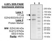 EZH2 Coomassie gel
