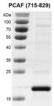 Recombinant KAT2B / PCAF (715-829) protein gel.