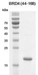 BRD4 (44-168) Coomassie gel