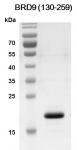 BRD9 (130-259) Coomassie gel