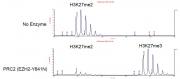 MALDI-TOF for PRC2 EZH2 (Y641N) activity.