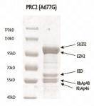 PRC2 EZH2 (A677G) complex Coomassie gel