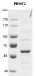 Recombinant PRMT2 protein gel.
