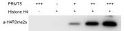 PRMT5 activity assay