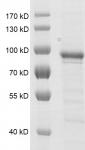 PRMT7 Coomassie gel