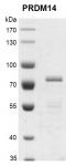 Recombinant PRDM14 protein gel.