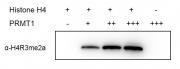PRMT1 activity assay