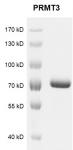 PRMT3 Coomassie gel