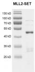 Recombinant KMT2D (MLL2)-SET protein Coomassie gel.