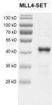 Recombinant KMT2B (MLL4)-SET Coomassie gel