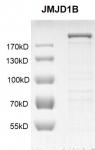 JMJD1B / KDM3B Coomassie gel