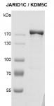 JARID1C / KDM5C Coomassie gel
