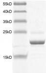 BRD1 (556-688) Coomassie gel