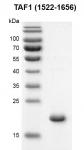 Recombinant TAF1 (1522-1656) protein gel.