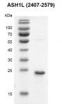 ASH1L (2407-2579) Coomassie gel